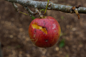 apple on tree