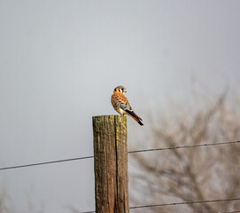 bird on a fence