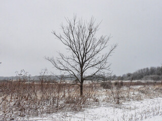 Tree in the Snow: A lone, bare tree sits on snow covered prairie on a cold winter day with an overcast sky depicting gloomy, cold and gray winter