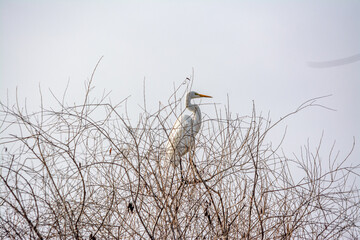 great heron