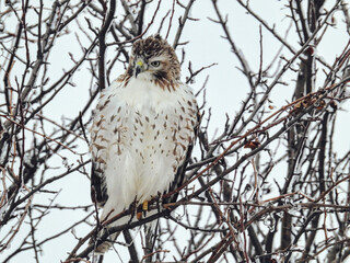 Red-Tailed Hawk Looks Down From Perch on a Winter Day: A red-tailed hawk perched on Ice covered branches with fluffed out feathers to stay warm on a winter morning