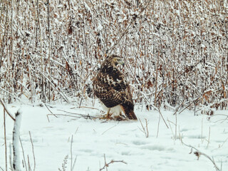 Red-Tailed Hawk on the Ground on a Winter Day: A red-tailed hawk sits on snow covered ground in search of prey on a cold winter morning after a snowfall