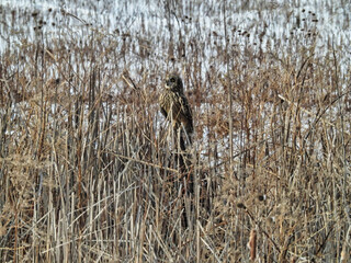 Short Eared Owl Perched on Reeds: An owl takes a break from flying perched on cut down reeds on the snow covered prairie field on a winter day