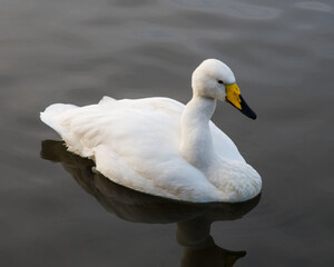 Obraz premium swan swimming on a lake in