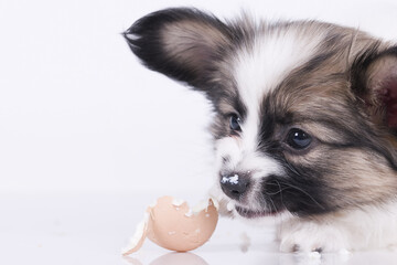 Papillon dog puppy on a white background The dog is eating the egg 