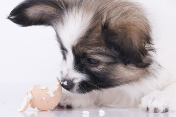 Papillon dog puppy on a white background The dog is eating the egg 