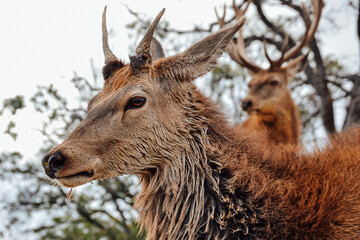 Close up of deer couple on the mountain.