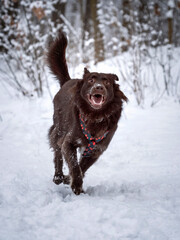 Szczęśliwy pies biegnie po śniegu  - obrazy, fototapety, plakaty