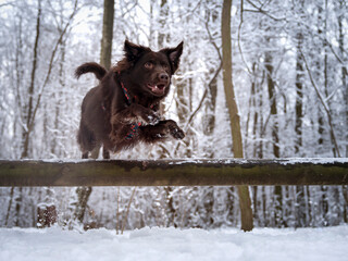Pies przeskakujący przeszkodę. Zimowy spacer z psem - obrazy, fototapety, plakaty