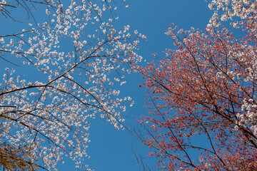 風景素材　三井寺の桜