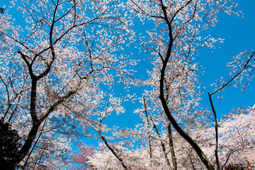 風景素材　三井寺の桜
