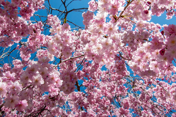 風景素材　三井寺の桜