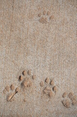 Pawprints in concrete 