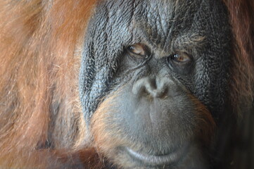 Ape face closeup