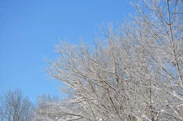 Treetops covered in ice