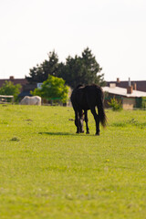 Horse grazing in the pasture. Black horse standing with his back to the photographer.