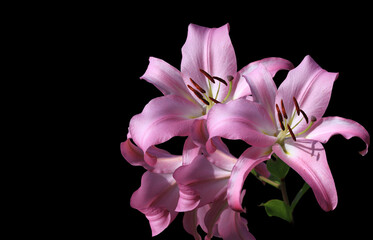 Flowering lily in the home garden in the summer. Black background.