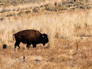 Large bull American bison or buffalo on the prairie