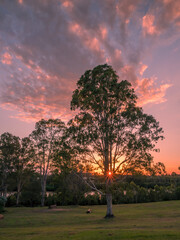 Sunset Over Grassy Field with Trees and Sunburst Vertical Orientation