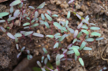 Red Spinach plants in the garden.