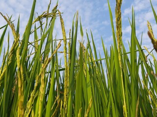 Ears of rice  blue sky background. Close-up of the rice ears. Paddy field in blue sky background. Paddy, Organic Agriculture, Ears Of Rice In The Field. grain in paddy field concept. close up of  gree