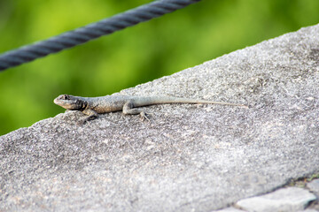 lizard on a rock