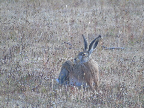 liebres de la patagonia