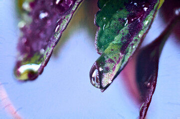 gota de agua hoja