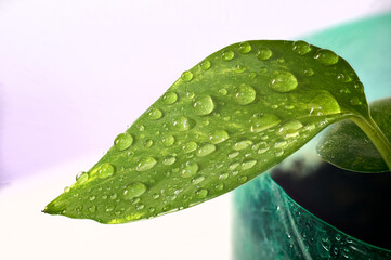 gotas de agua hoja