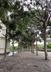 Obraz premium alley in the park