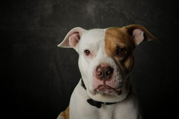 Photoshoot a white pitbull dog with coffee, on a black background.