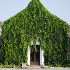 greenhouse, overgrown with greenery. An old door draped with a lush curtain of ivy