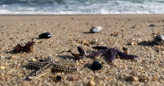 Close up of two star fish on the sandy beach with sea shells. Slow motion, closeup. Shallow depth of field with ocean waves breaking in background.