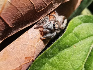 macro of a spider