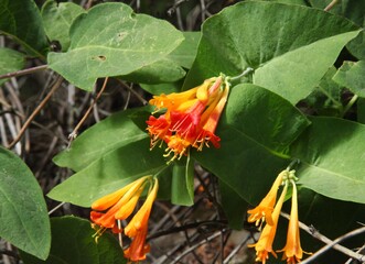 Orange Honeysuckle (Lonicera ciliosa) wildflower in Wallowa Mountains, Oregon