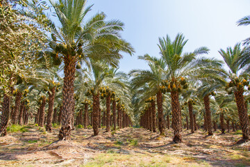 Obraz na płótnie Canvas Cultivation of date palms in Israel. Agriculture in the Middle East. Palm Grove. 