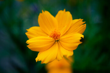 A yellow flower called the sulfur cosmos flower with a blurry background of dark green leaves or bokeh