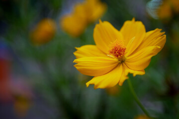 A yellow flower called the sulfur cosmos flower with a blurry background of dark green leaves or bokeh