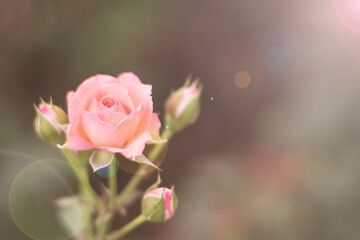 Pink Rose flower in garden for Valentine’s day abstract background