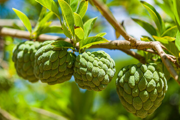 Apple custard still on the tree. Tropical fruit.