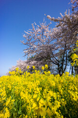 Fototapeta na wymiar 桜と菜の花畑