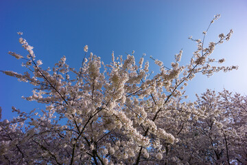 青空と満開の桜