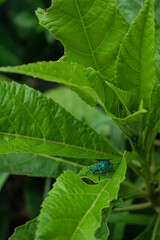 green caterpillar on a leaf