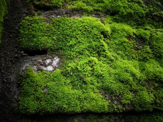 green moss on the stone