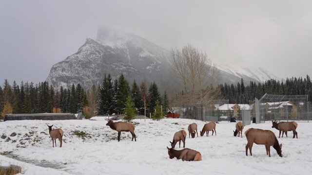 Wild elk stag roaring during the rut in Banff Skateboard Park Recreation Grounds in snowy winter. Mount Rundle in the background. Banff National Park, Canadian Rockies.