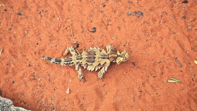 top view of thorny devil, also known as mountain devil, thorny lizard, thorny dragon and moloch, species of lizard, family Agamidae. Desert Park at Alice Springs, Northern Territory, Central Australia