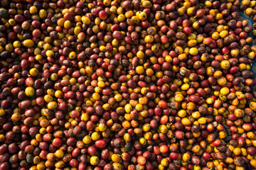 process coffee bean