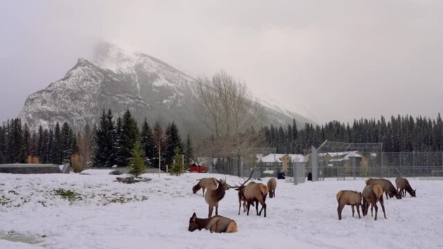 Wild elk stag chasing a doe during the rut in Banff Skateboard Park Recreation Grounds in snowy winter. Mount Rundle in the background. Banff National Park, Canadian Rockies.