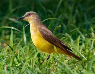 robin on the grass