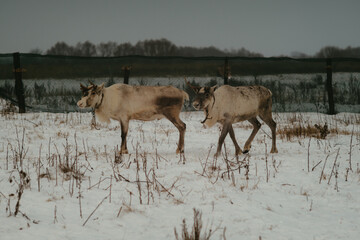 Fototapeta na wymiar deer in the snow